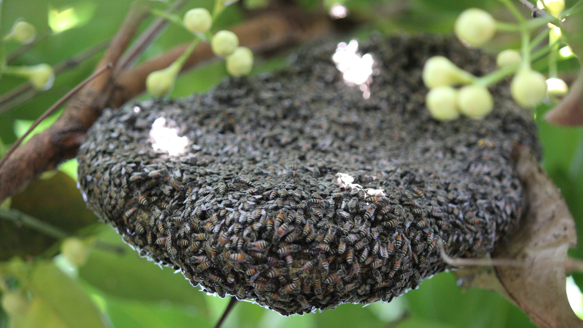 Honey-Hives